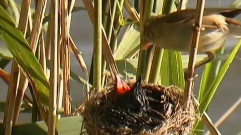 Vydrýsek - 6/13 O vydřím nebezpečí