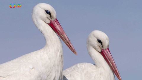 Ptačí rodinky - Ptačí hrdinové se loučí