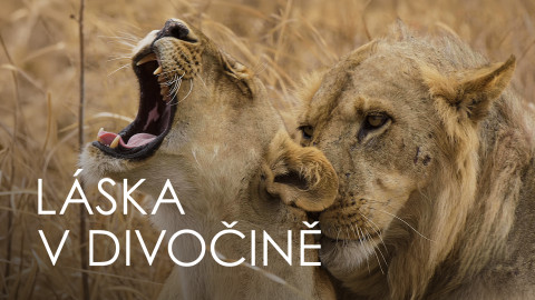 Láska v divočině
