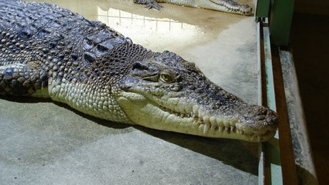 Mezi námi zvířaty - 13. září 2008