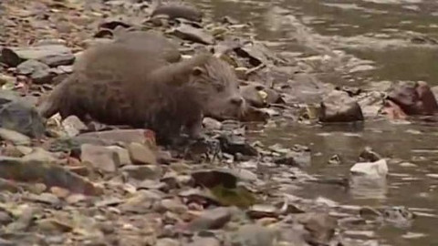 Vydrýsek - 4/13 O cizí řece