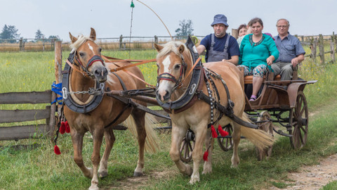 Selská krev - Sotonovi