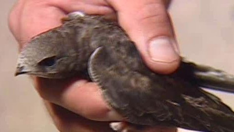 Přidej se - Rorýsové