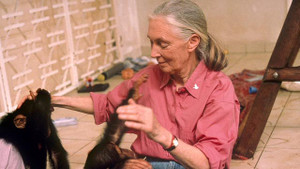 Obrázek pořadu Jane Goodallová - Návrat do Gombe