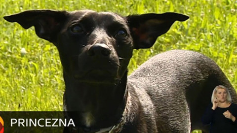 Chcete mě? - Chcete je?