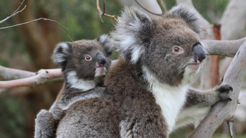 Divoká Austrálie - 4/5 V koalím lese