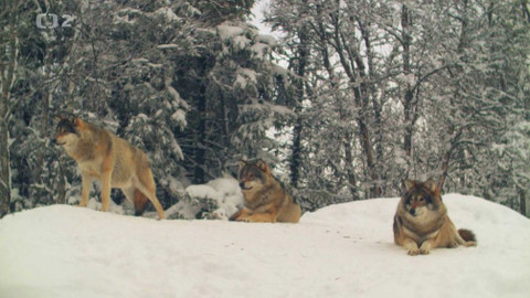 Dobrodružství vědy a techniky - Můj přítel vlk