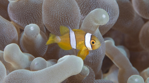 TOP 10 zvířecích mláďat