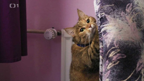 Kočka není pes - Temperamentní Sisi a hyperaktivní Matty