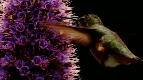 Lovci záhad - Srdeční záležitost