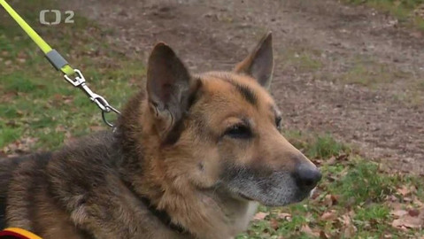 Chcete mě? - Chcete je?