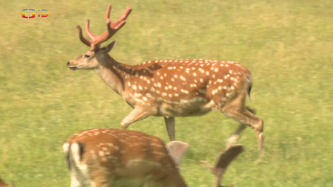 Zprávičky - 16. července