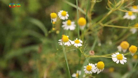 Živý svět: Kvítí - Heřmánek