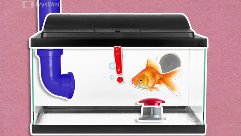 To je něco! - Je pravda, že si zlaté rybky pamatují jen tři vteřiny?