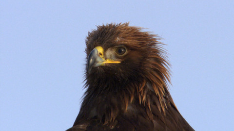 Safari z Knihy džunglí - Epizoda 12/26