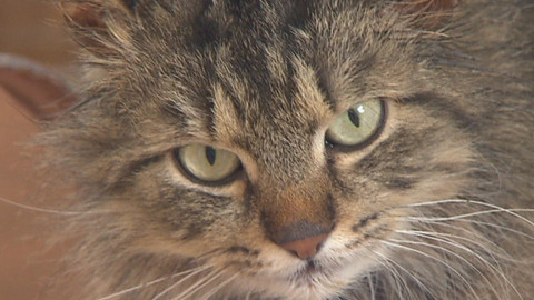 Chcete mě? - Chcete je?