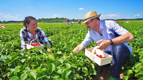 Trvalé bydliště venkov - 3/16 Jahody kam se podíváš