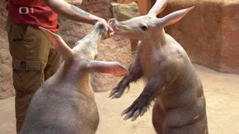 Máme rádi zvířata - 8. dubna 2024