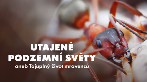 Utajené podzemní světy aneb Tajuplný život mravenců