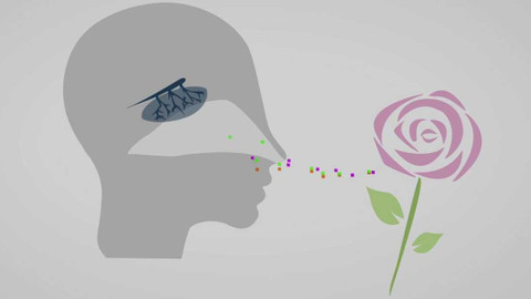 Dobrodružství vědy a techniky - Skrytá moc vůní