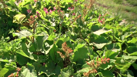 Minuty z Krkonoš - Šťovík a další vetřelci