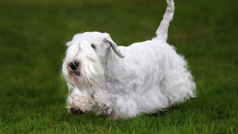 Co naše babičky uměly a na co my jsme zapomněli - Koník a teriér