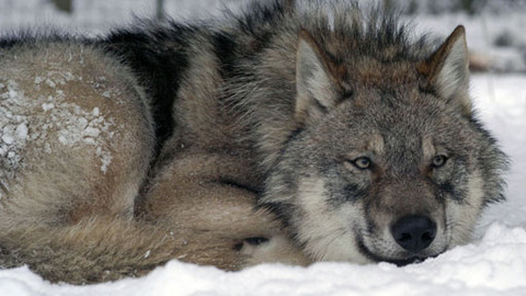 Bráškové - 4/7 Příběh čtvrtý