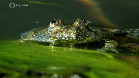 Minuty z přírody - Kuňka obecná