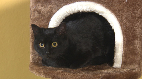 Chcete mě? - Chcete je?