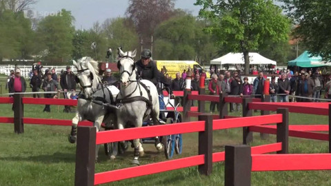 Jezdectví - Mezinárodní závody spřežení CAI Kladruby