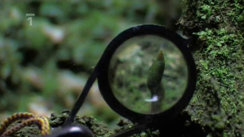 Živé srdce Evropy - Šikoušek zelený