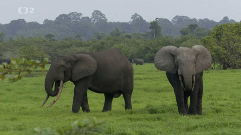 Dobrodružství vědy a techniky - Království slonů pralesních - národní park Loango