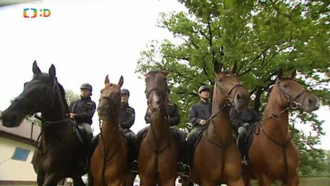 Náš zvěřinec - Dostihoví koně a spol.