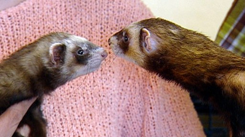 Chcete mě? - 28. dubna 2009