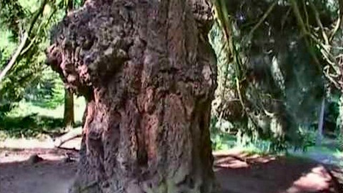 Paměť stromů - 13/15 Nejen duby, buky, lípy