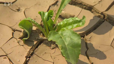 Týden v regionech (Brno) - 3. června 2017