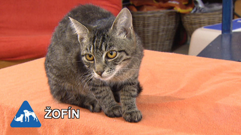 Chcete mě? - Chcete je?