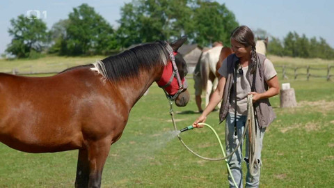 Co naše babičky uměly a na co my jsme zapomněli - Když já jim dám ovsa