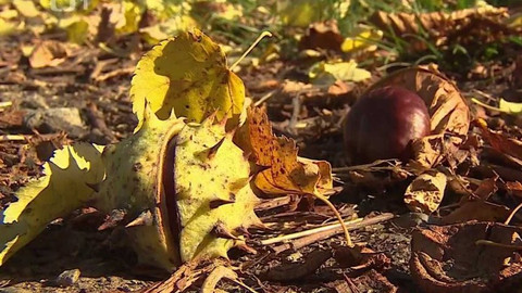 Týden v regionech (Brno) - 13. listopadu 2021