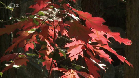 Novinky z přírody - Epizoda 31/53