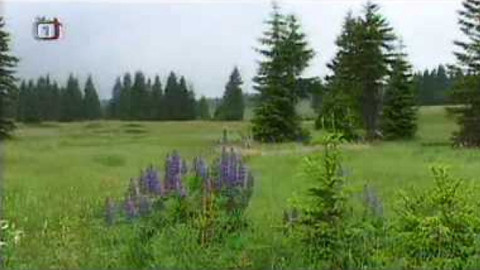 Živé srdce Evropy - Prstnatec májový rašelinný