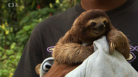 Dobrodružství vědy a techniky - Příliš pomalí pro tento svět – kostaričtí lenochodi