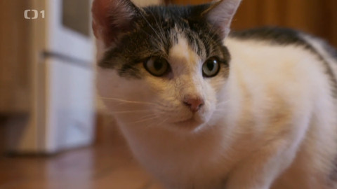 Kočka není pes - Rozmazlení Hugo a Mia a kousavý Ket