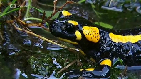 Obyvatelé českých vod - 5/6 Obojživelníci