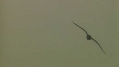 Na větvi - Zimoviště vodních ptáků