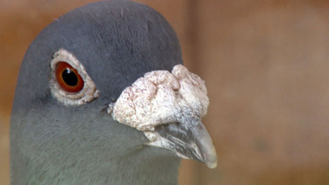 Zoománie - Epizoda 7/17