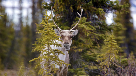 Velká putování zvířat - 2/3 Karibu