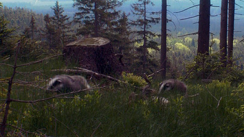 Pohádky pro štěňátka - 3/13 O jezevčím štěstí