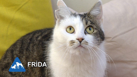 Chcete mě? - Chcete je?