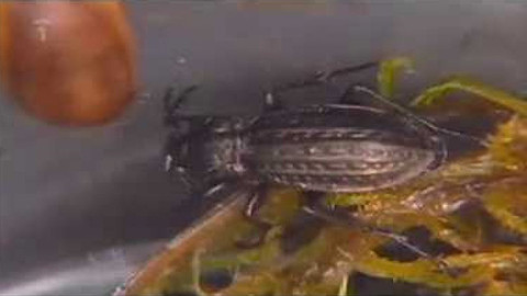 Živé srdce Evropy - Střevlík menetriezi